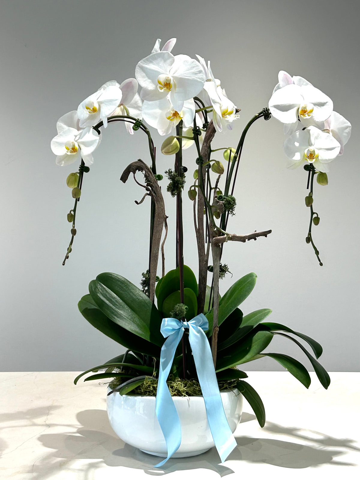 How to take care of orchid plants?