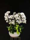 Double Stem Orchid Elegance - Large white orchids and mini orchids in a ceramic or fiberglass pot, perfect for celebrating new beginnings, anniversaries, or expressing gratitude.
