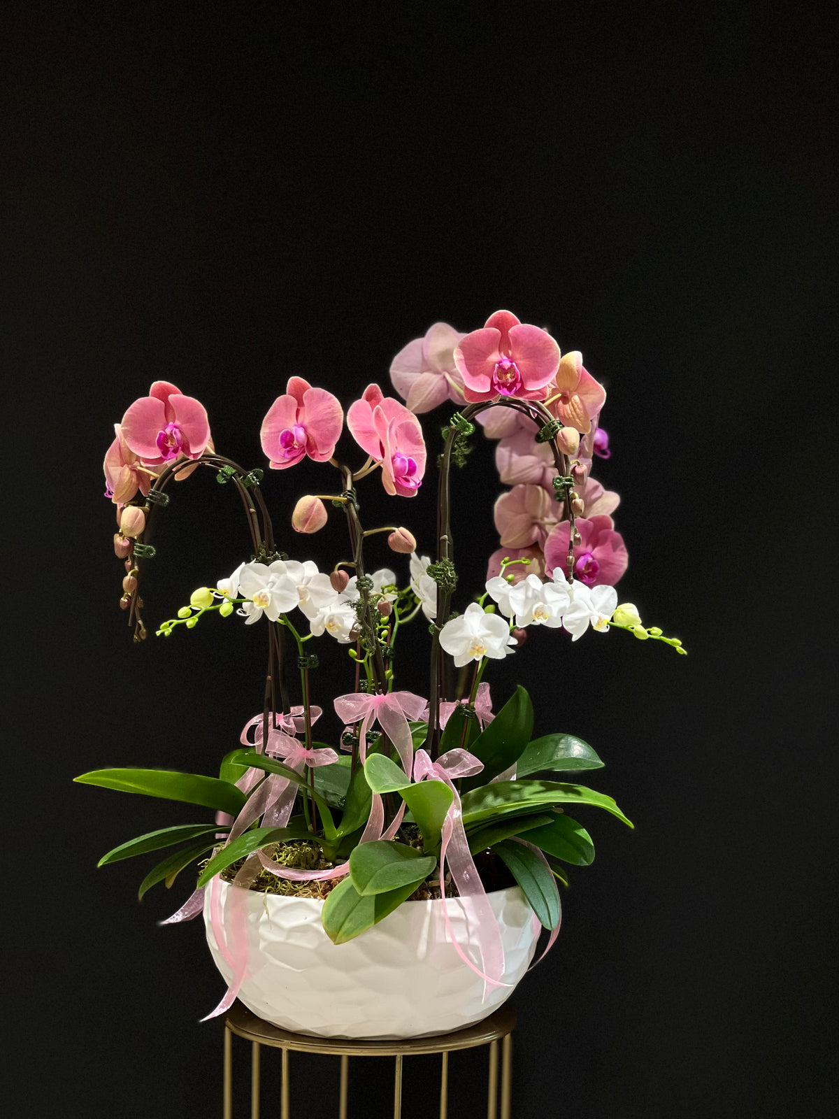 Double Stem Orchid Elegance - Large cascading Stem Orchids and mini orchids in a ceramic or fiberglass pot, perfect for celebrating new beginnings, anniversaries, or expressing gratitude.