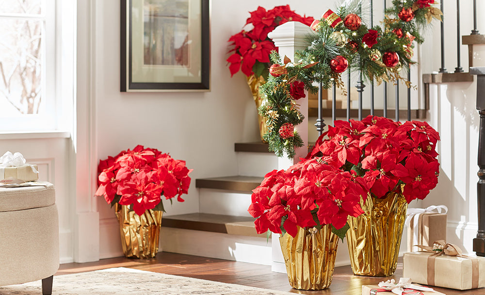 The Poinsettia: A Blooming Symbol of Christmas Joy