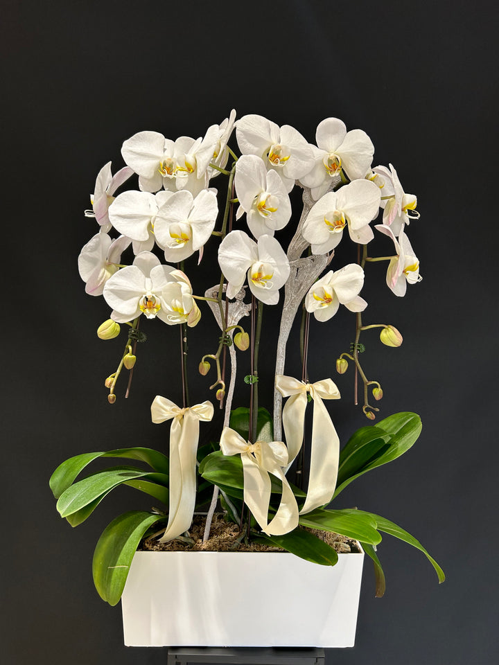 White Orchid Planter 3 stems (23-163) - Yonge Florist